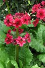 Primula japonica ‘Miller’s Crimson’ | Sleutelbloem 60 P9