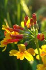 Primula bulleyana | Sleutelbloem 40 P9