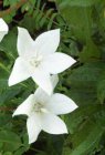 Platycodon grandiflorus ‘Fuji White’ | Ballonklokje 50 P9