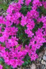 Phlox stolonifera ‘Pink Ridge’ Phlox stolonifera ‘Pink Ridge’ | Vlambloem 25 P9