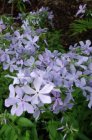 Phlox divaricata ‘Clouds of Perfume’ | Vlambloem 30 P9