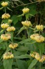 Phlomis russeliana | Brandkruid 100 P9