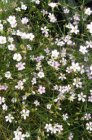 Petrorhagia saxifraga | Rotsanjer 25 P9