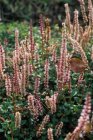 Persicaria vacciniifolia | Duizendknoop 20 P9