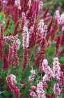 Persicaria affinis ‘Darjeeling Red’ | Duizendknoop 25 P9