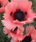 Papaver orientale ‘Pink Perfection' | Oosterse klaproos 80 P9