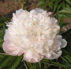 Paeonia officinalis ‘Alba Plena’ | Tuinpioen 60 C1