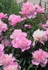 Paeonia officinalis ‘Rosea Plena’ | Tuinpioen 60 C1