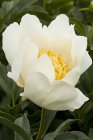 Paeonia  ‘Jan van Leeuwen’ | Tuinpioen 80 C1