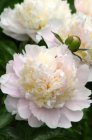 Paeonia  ‘Shirley Temple’ | Tuinpioen 80 C1