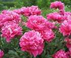 Paeonia  ‘Karl Rosenfield’ | Tuinpioen 100 C1