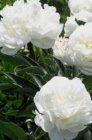 Paeonia lactiflora ‘Duchesse de Nemours’ | Tuinpioen 85 C1