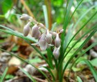 Ophiopogon japonicus ‘Minor’ | Slangebaard 15 P9