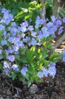 Omphalodes cappadocica ‘Starry Eyes’ | Amerikaans vergeet-mij-nietje 15 P9