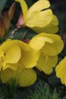 Oenothera fruticosa  ‘Sonnenwende’ | Teunisbloem 40 P9