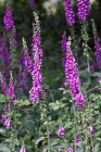 Digitalis purpurea ‘Gloxiniiflora’ | Vingerhoedskruid 150 P9