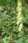 Digitalis lutea | Geel vingerhoedskruid 70 P9