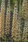 Digitalis ferruginea ‘Gigantea’ | Roestige vingerhoedskruid 180 P9