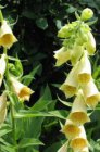 Digitalis ferruginea ‘Gelber Herold’ | Roestige vingerhoedskruid 150 P9