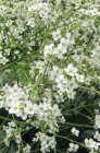 Crambe cordifolia | Zeekool 200 P9