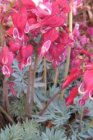 Dicentra formosa | Gebroken hartje 30 P9