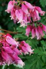 Dicentra formosa ‘Luxuriant’ | Gebroken hartje 35 P9