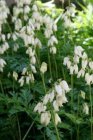 Dicentra formosa ‘Aurora’ | Gebroken hartje 30 P9