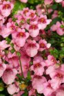 Diascia fetcaniensis | Diascia 20 P9