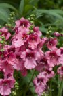 Diascia ‘Ruby Field’ | Diascia 20 P9