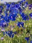 Delphinium grandiflorum ‘Blauer Zwerg’ | Ridderspoor 30 P9