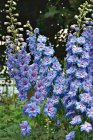 Delphinium pacific ‘Blue Bird’ | Ridderspoor 150 P9