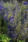 Delphinium belladonna ‘Völkerfrieden’ | Ridderspoor 120 P9