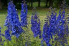 Delphinium belladonna ‘Piccolo’ | Ridderspoor 60 P9