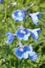 Delphinium belladonna ‘Cliveden Beauty’ | Ridderspoor 125 P9