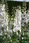 Delphinium belladonna ‘Casa Blanca’ | Ridderspoor 100 P9