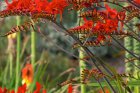 Crocosmia ‘Lucifer’ | Montbretia 100 P9