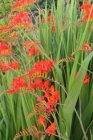 Crocosmia ‘Emberglow’ | Montbretia 80 P9