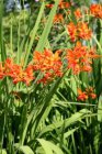 Crocosmia masoniorum | Montbretia 80 P9