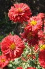 Chrysanthemum (R) ‘Duchesse of E.’ Chrysanthemum x rubellum ‘Duchesse of E.’ | Margriet 80 P9