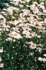 Chrysanthemum (R) ‘Clara Curtis’ Chrysanthemum x rubellum ‘Clara Curtis’ | Margriet 80 P9