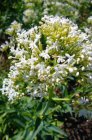 Centranthus ruber ‘Albus’ Centranthus ruber ‘Albus’ | Witte valeriaan 60 P9