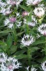 Centaurea montana ‘Amethyst in Snow' | Bergkorenbloem 50 P9