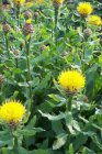 Centaurea macrocephala | Bergkorenbloem  120 P9