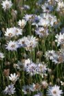 Catananche caerulea ‘Alba’ | Witte strobloem 50 P9