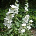 Campanula pyramidalis ‘Alba’ | Piramideklokje 150 P9