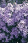 Aster laevis 'Novemberblau' Aster laevis 'Novemberblau' | Aster 120 P9