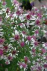Aster lateriflorus ‘Lady in Black’ Aster lateriflorus ‘Lady in Black’ | Aster 150 P9