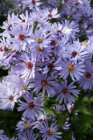 Aster cordifolius ‘Little Carlow’ Aster cordifolius ‘Little Carlow’ | Herfstaster 75 P9