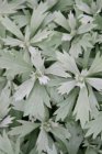 Artemisia ludoviciana ‘Valerie Finnis’ | Bijvoet 50 P9