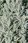 Artemisia ludoviciana ‘Silver Queen’ | Bijvoet 70 P9